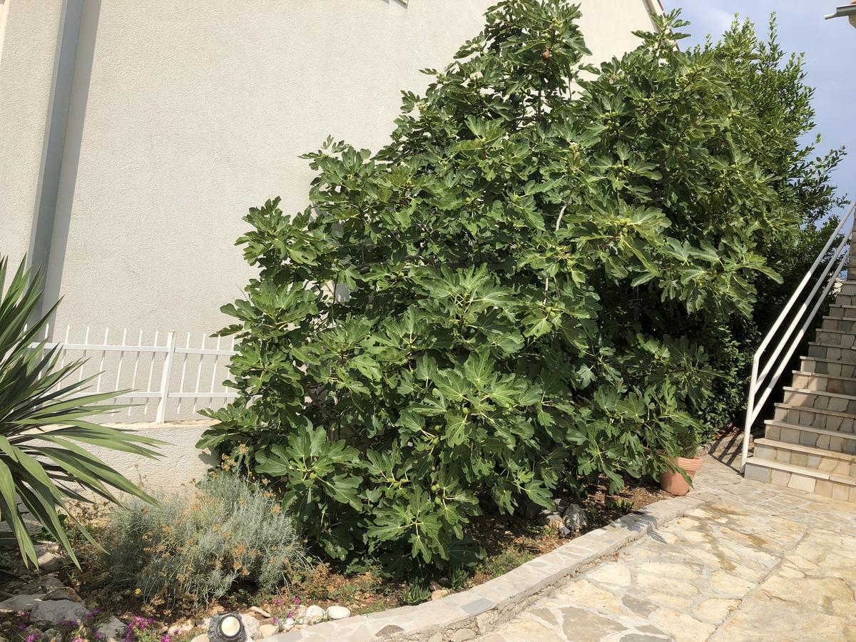 Apartmani Zvijezda Rogoznica Kültér fotó